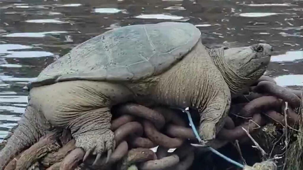 Massive snapping turtle nicknamed ‘Chonkosaurus’ goes viral relaxing along Chicago waterway