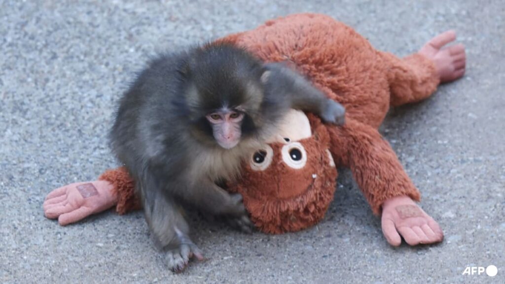 Fans flock to Japan zoo to see viral baby monkey Punch