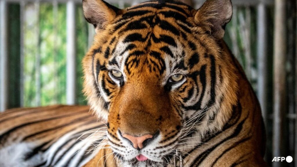 Virus kills dozens of tigers in Thailand park