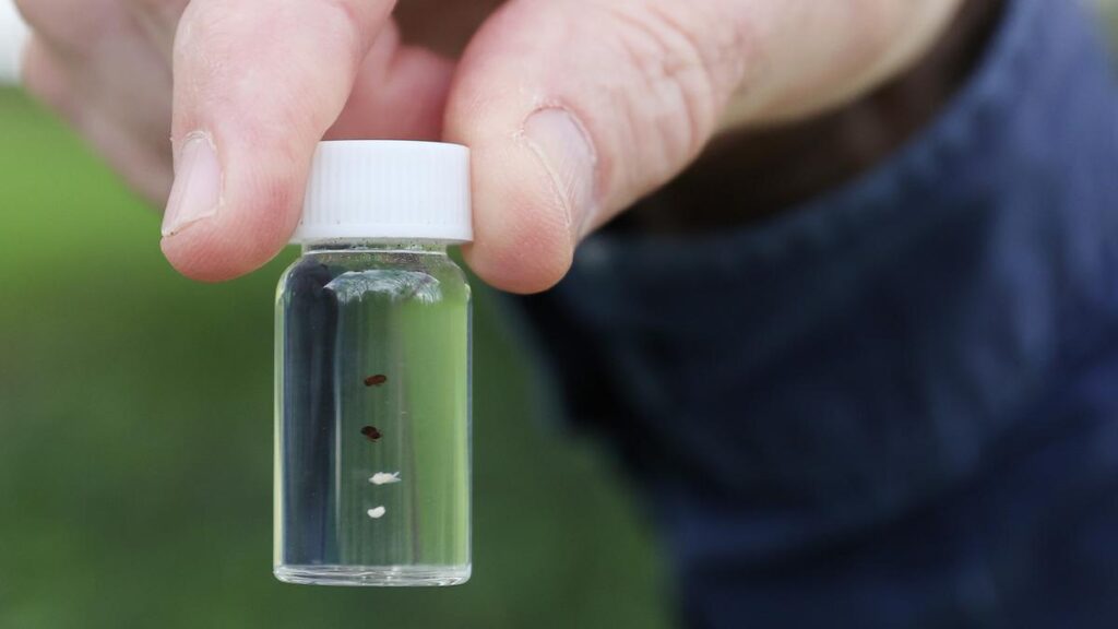 WA study finds farming regions at risk from destructive hitchhiking polyphagous shothole borer