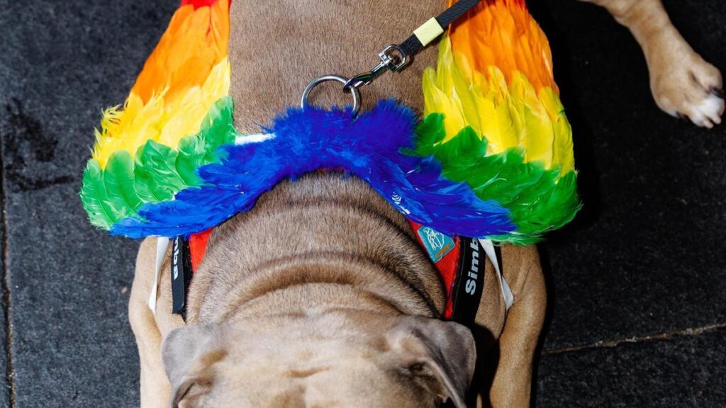 Thousands celebrate LGBTQ+ Pride as Sydney Mardi Gras parade begins