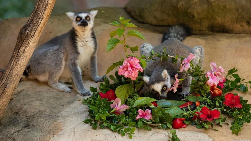 Perth Zoo ring-tailed lemurs enjoy un-fur-gettable Valentines Day breakfast proving chivalry is alive and well