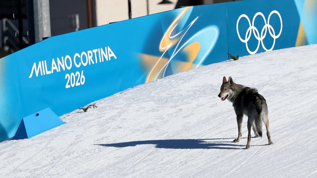 Dog crashes women’s Olympic team sprint race, crosses finish line in wild scene