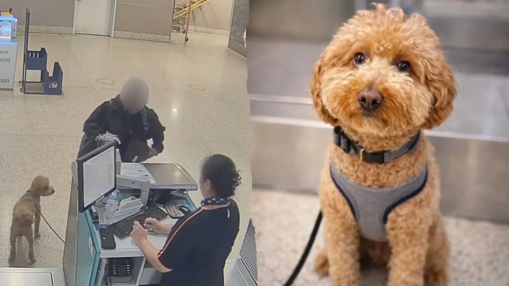 Woman arrested after allegedly abandoning dog at Las Vegas airport