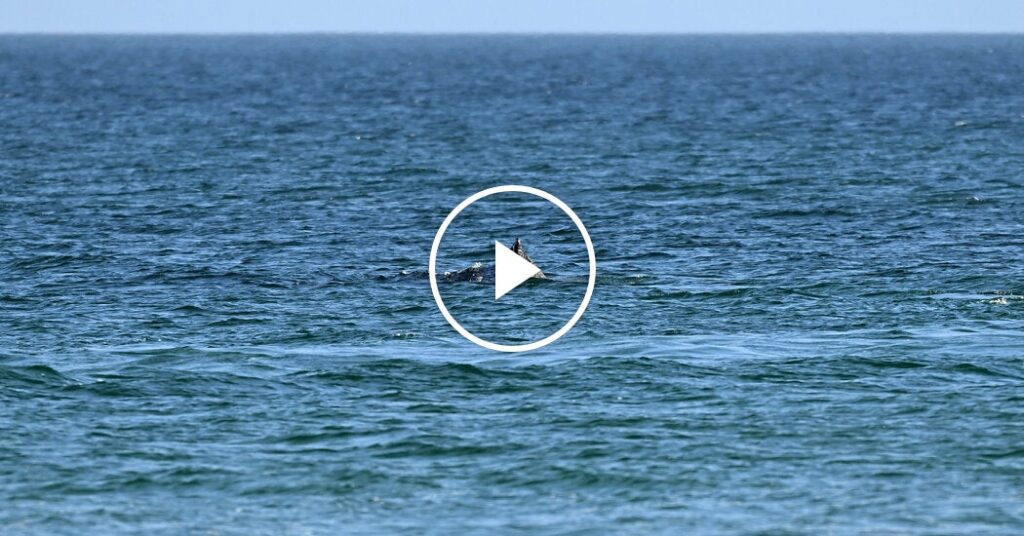 Humpback Whale Stranded Off German Coast Is Freed by Rescuers