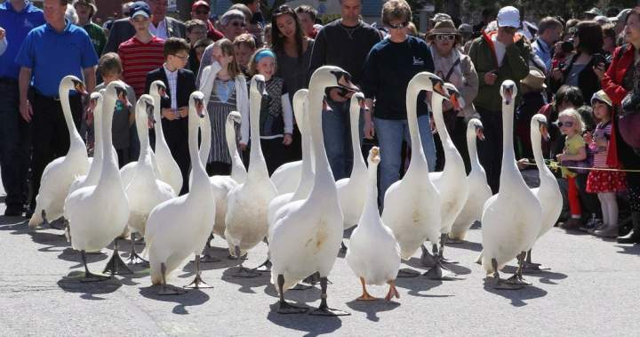 Popular swan parade in Stratford, Ont. cancelled to ‘reduce the stress’ on birds