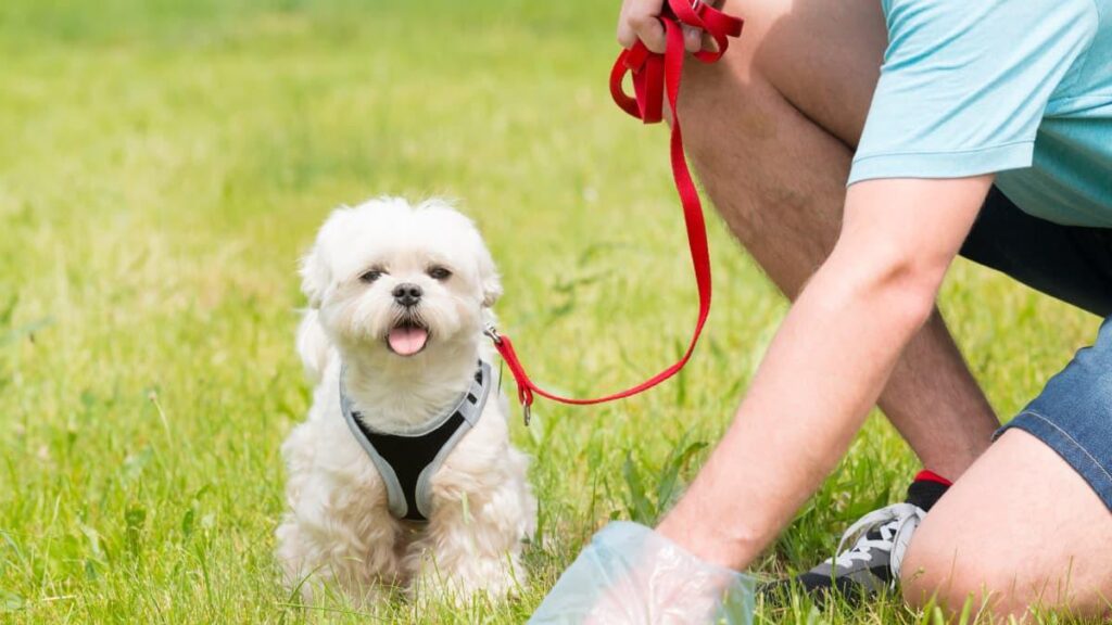 Councils kick up stink over Statewide shortage of dog poo bags