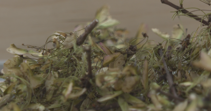 Why Canadian seeds are on their way to the moon with Artemis II – New Brunswick