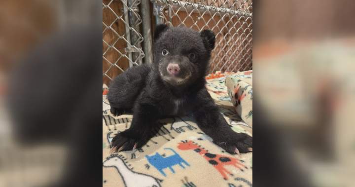 Orphaned bear cubs rescued on Vancouver Island after mom found dead