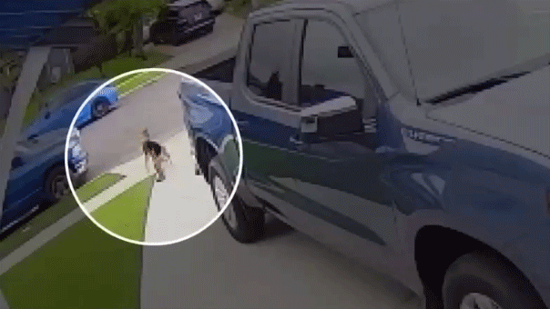 Coyote that attacked 4-year-old boy in Southern California euthanized