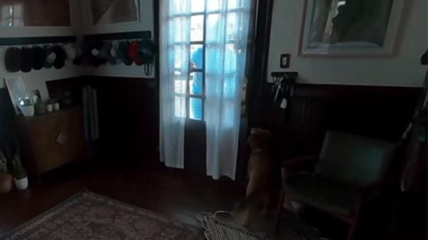 Artemis II astronaut Christina Koch reunites with dog after moon mission