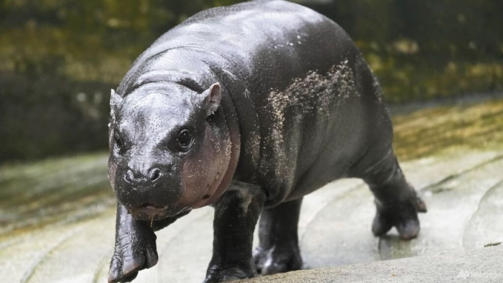 Man fined US$300 for entering hippo Moo Deng’s pen: Thai zoo