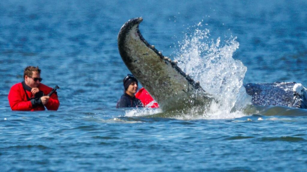 Whale released after rescue bid found dead off Denmark