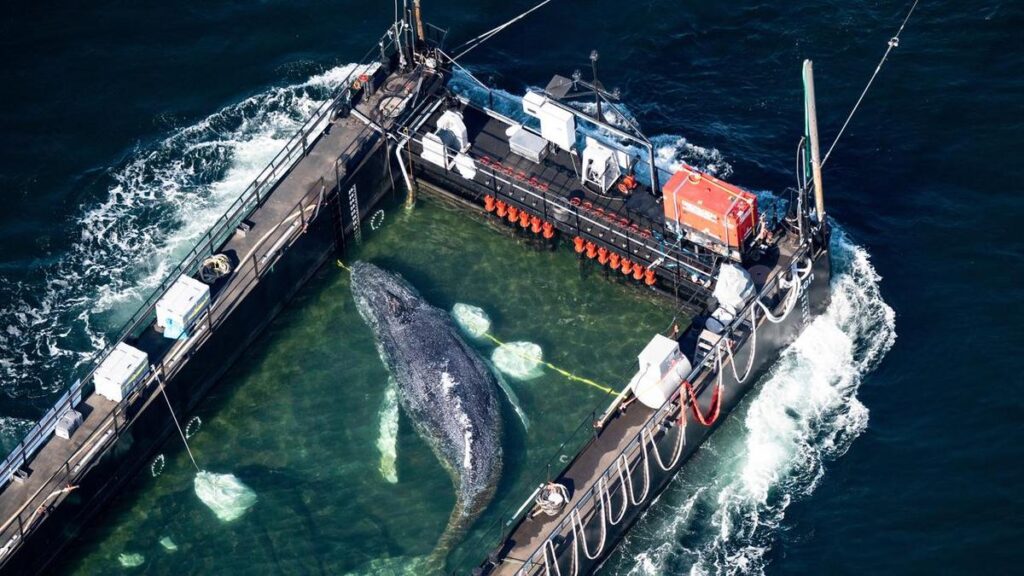 Autopsy for humpback whale Timmy set for next week