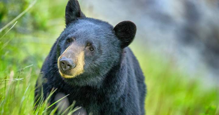 Mission man injured in bear attack outside his home – BC