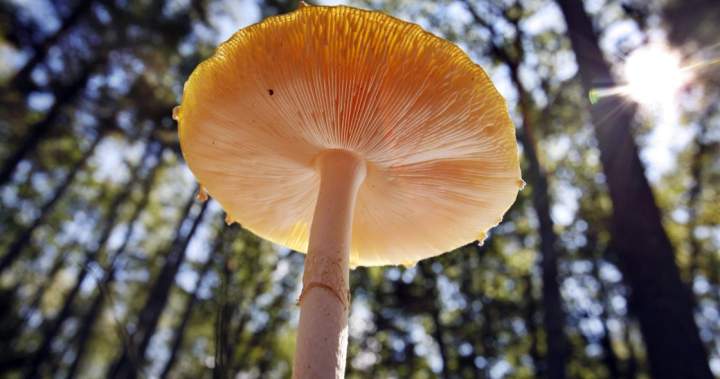 U.S. slaps duties on fresh Canadian mushrooms over subsidy claims – National