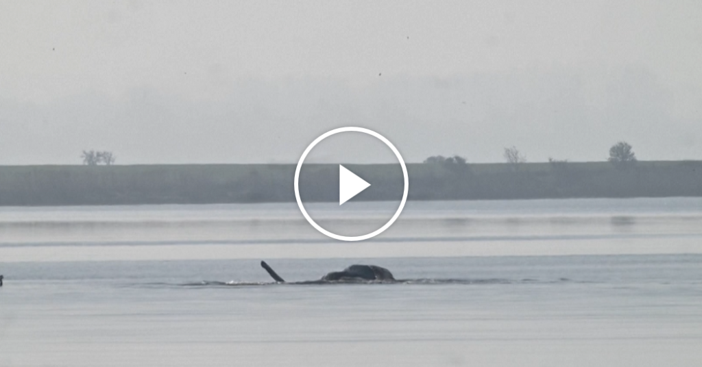 Timmy the Whale Found Dead In Denmark