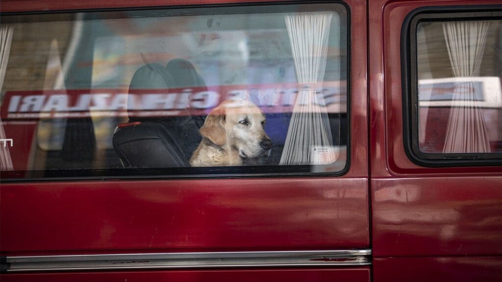 Dog discharges shotgun inside truck, striking woman at Nebraska traffic light