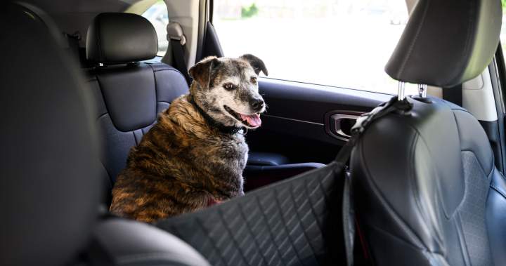 Ontario city considers $300 fines when pets are left in hot vehicles