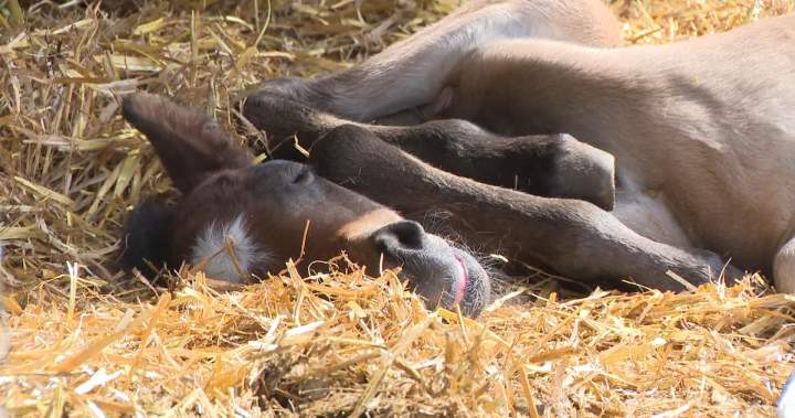 2 endangered Ojibwe spirit horses born in Manitoba – Winnipeg
