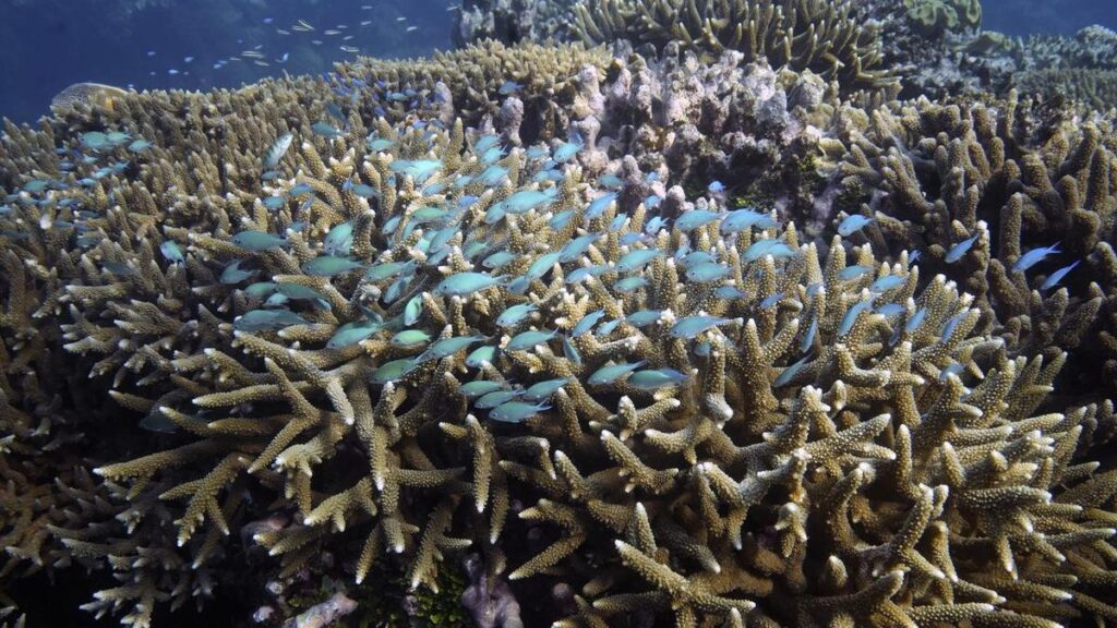 Reefs capable of surviving climate change identified