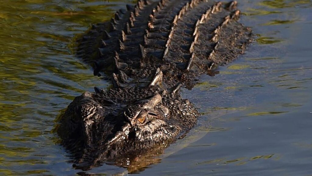 Boy ‘in stable condition’ after croc enclosure incident