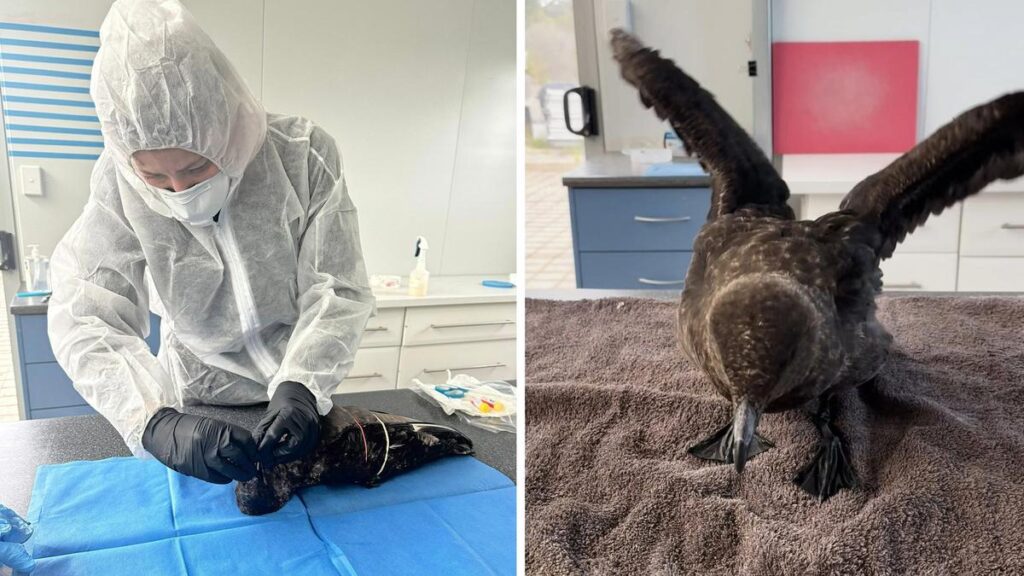 WA poultry industry on edge as deadly H5 bird flu confirmed near Esperance