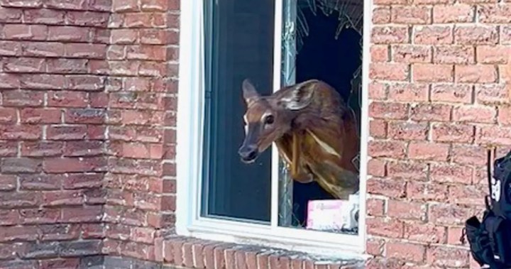 Deer smashes through bedroom window, awakens Ontario woman: police