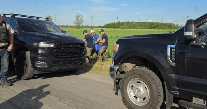 Kangaroo captured after delicate operation, Quebec officials say – Montreal