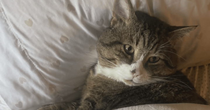 B.C. family fighting for return of beloved cat after BC SPCA adoption – BC