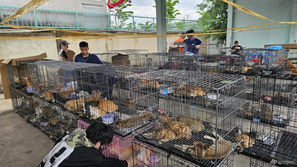 Vietnam police rescue hundreds of cats from being eaten with bust of major animal theft ring