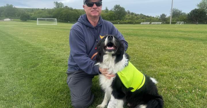 Specially-trained ‘bird dogs’ hired to clear geese from FIFA practice pitch