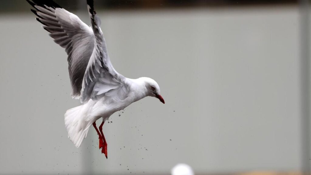 Experts warn Australian government to prepare, boost funding as H5 bird flu detected
