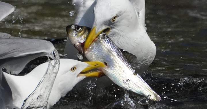 Seven accused of illegally catching gaspereau near fish ladder in Cape Breton – Halifax