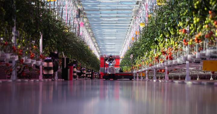 Why ramping up Canada’s indoor farming capacity may prove ‘difficult’ – National