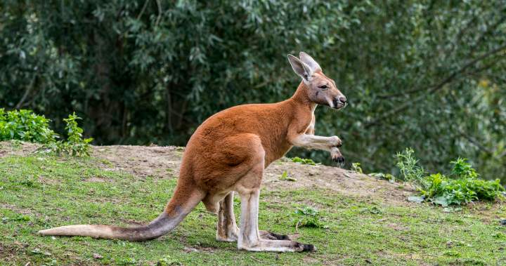Escaped kangaroo settling in at Granby Zoo after roaming Montreal’s South Shore
