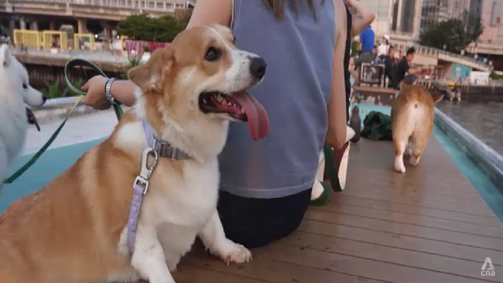Hong Kong’s new dog-friendly dining scheme draws overwhelming response from restaurants