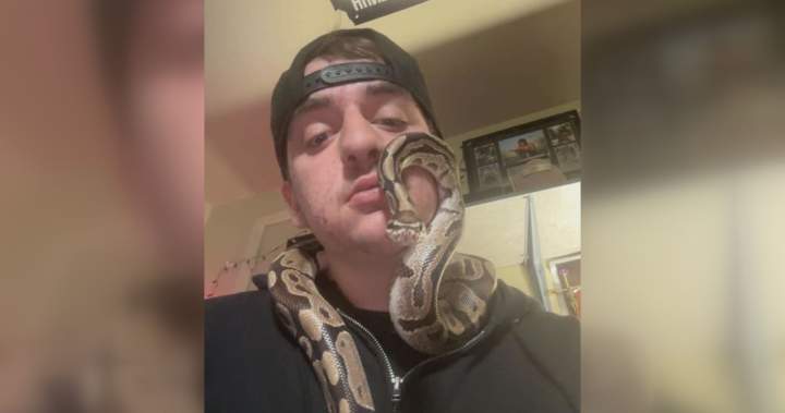 Peanut the python to reunite with owner after Ontario sewage plant rescue