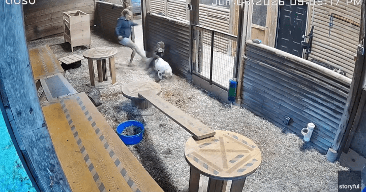 Watch: B.C. woman kicks cougar in side to save her little goat