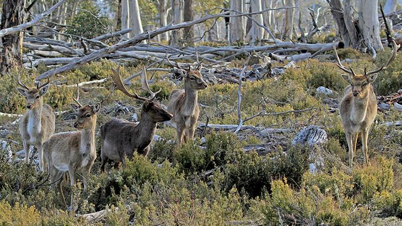 Latest State Government deer cull welcomed amid national ‘escalating crisis’