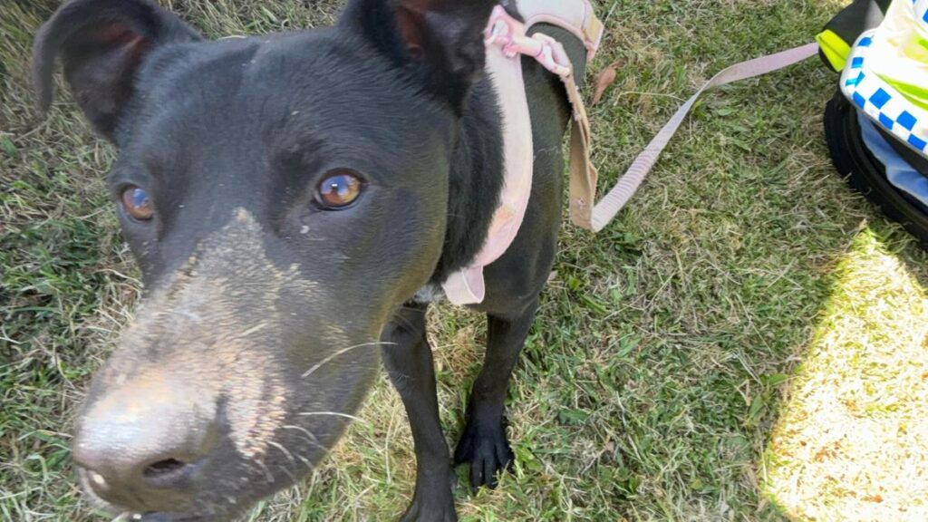 Beckenham woman convicted by Perth Magistrates Court for ‘abhorrent’ abuse of one-year-old puppy