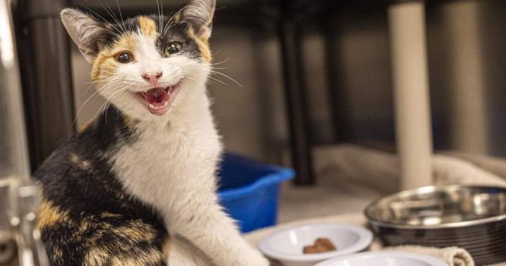 Montreal SPCA urges end to rental rules that bar pets as abandoned animal tally rises – Montreal