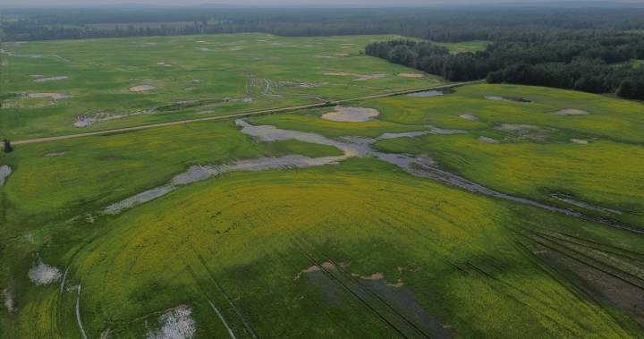 Thorhild, Westlock counties declare state of agricultural disasters due to rain