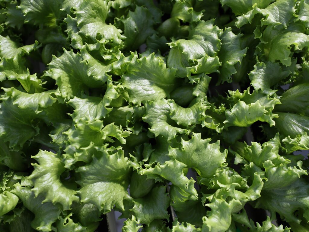 What is cyclospora? Diarrhoea symptoms, foods linked to US outbreak | Agriculture News