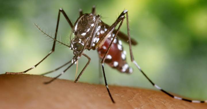 Toronto reports first human case of West Nile virus this year