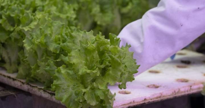 Should Canadians avoid American produce amid cyclosporiasis spread? – National
