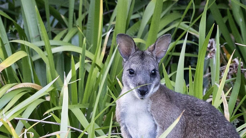 Escaped wallaby dies after German police catch it