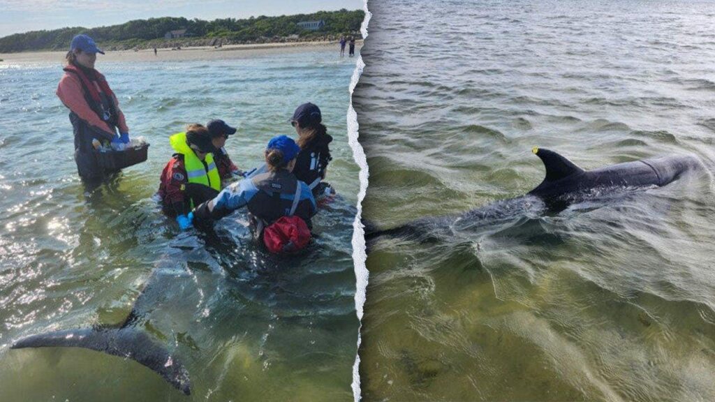 Bottlenose dolphins strand in record-breaking Massachusetts rescue