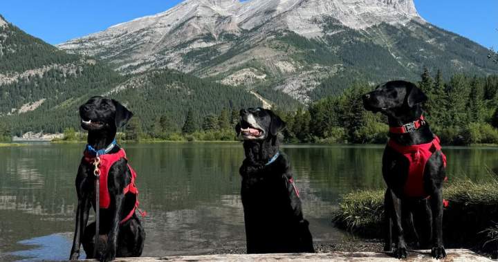 Alberta lets the dogs out, recruits more canine muscle in fight against mussels