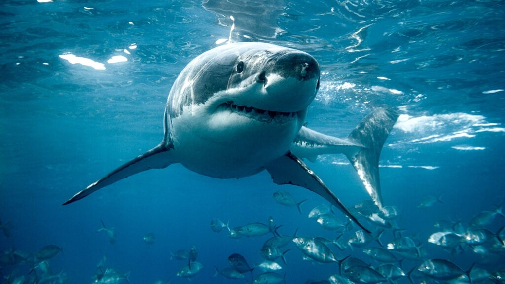 Shark meat carries high mercury and heavy metal risks, experts say